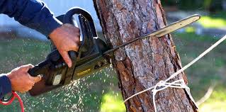 Best Tree Trimming and Pruning  in Montpelier, IN