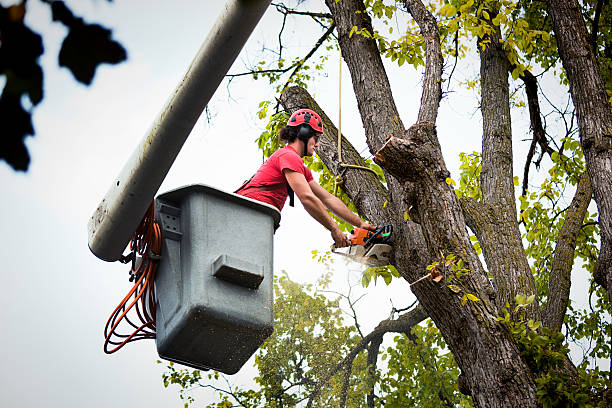 Best Tree Mulching  in Montpelier, IN